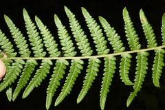 Pteridium revolutum