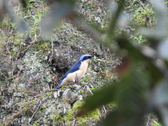 Pipraeidea melanonota