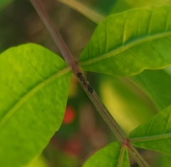 Pseudomyrmex ejectus