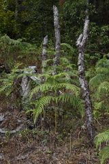Pteridium revolutum