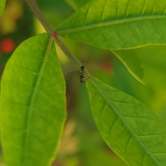 Pseudomyrmex ejectus