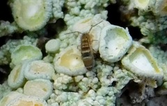 Orchesella hexfasciata