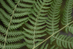 Pteridium revolutum