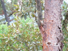 Lepidocolaptes falcinellus