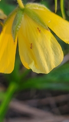 Brachymyrmex obscurior