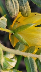 Brachymyrmex obscurior