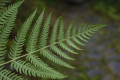 Pteridium revolutum