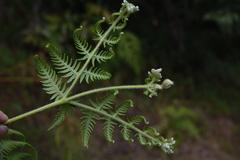 Pteridium revolutum