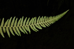 Pteridium revolutum