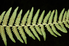 Pteridium revolutum