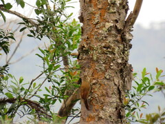 Lepidocolaptes falcinellus