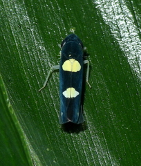 Microgoniella tristicula