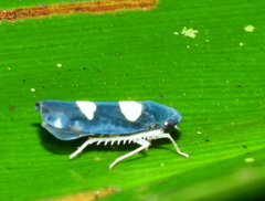 Microgoniella tristicula