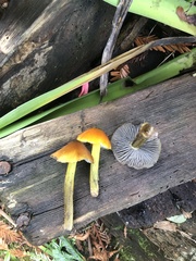 Hygrocybe singeri