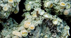 Orchesella hexfasciata