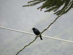 Molothrus bonariensis