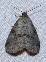 Hyperstrotia pervertens