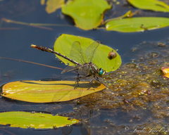 Arigomphus villosipes