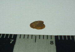 Uncancylus concentricus