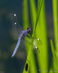 Libellula cyanea