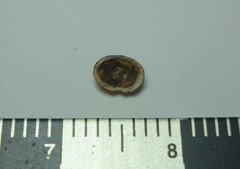 Uncancylus concentricus