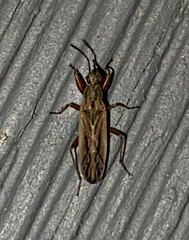 Paromius longulus