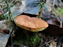 Xerocomus squamulosus