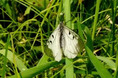 Parnassius mnemosyne