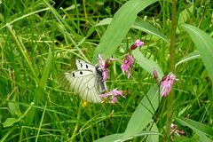 Parnassius mnemosyne