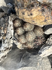 Escobaria emskoetteriana