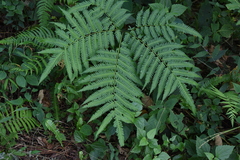 Pteris wallichiana
