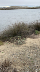 Juncus acutus leopoldii