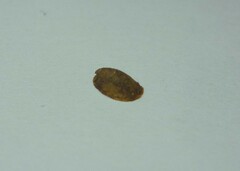 Uncancylus concentricus