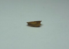 Uncancylus concentricus
