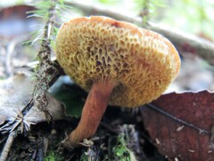 Xerocomus squamulosus