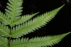 Pteris wallichiana