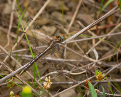 Phanogomphus