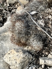 Escobaria emskoetteriana