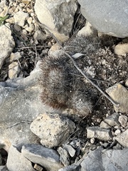 Escobaria emskoetteriana