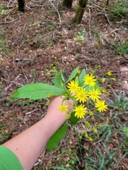 Senecio rufiglandulosus