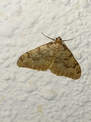 Nebula ibericata