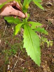 Senecio rufiglandulosus