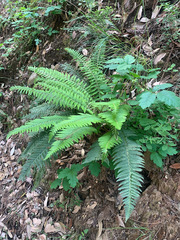 Polystichum dudleyi