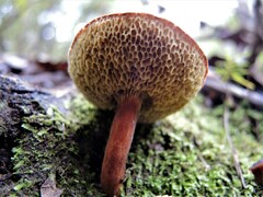 Xerocomus squamulosus