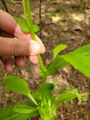 Senecio rufiglandulosus