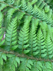 Polystichum dudleyi