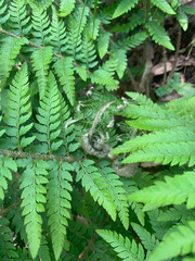 Polystichum dudleyi