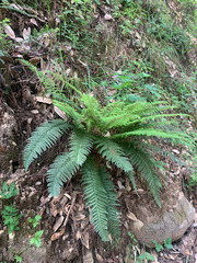 Polystichum dudleyi