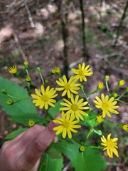 Senecio rufiglandulosus