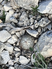 Escobaria emskoetteriana